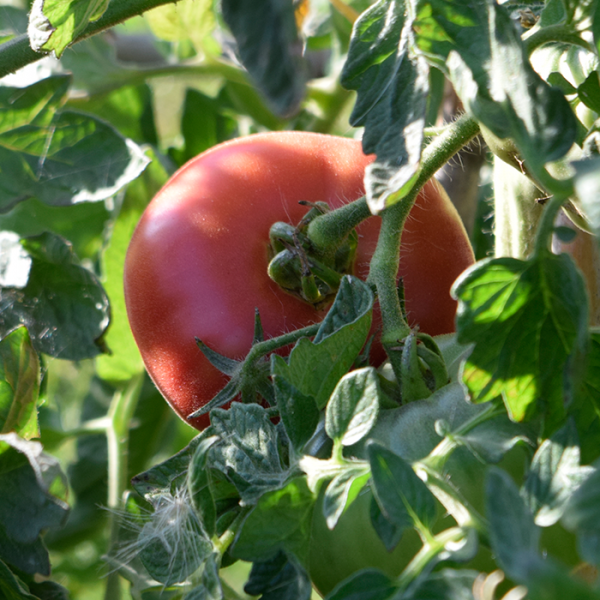 Tomate Aretxabaleta en planta de origen vasco