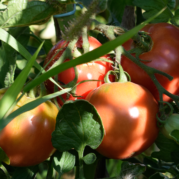 Frutos de tomate Aretxabaleta en su punto óptimo