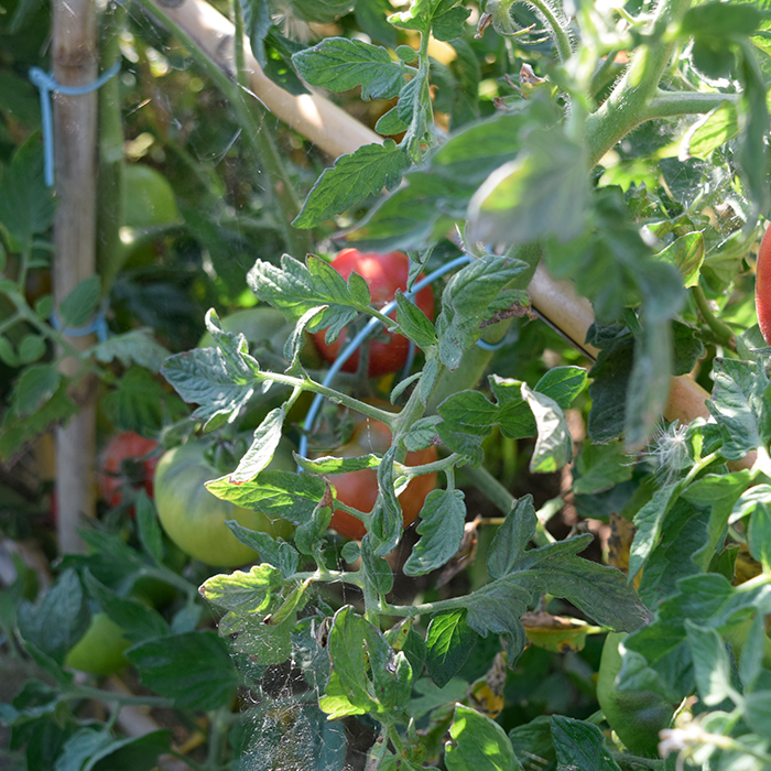 Frutos de tomate Aretxabaleta en varias etapas de maduración