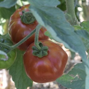Tomata Gallega (Fruto)