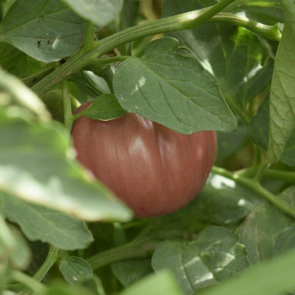 Tomata Rosa (Fruto)