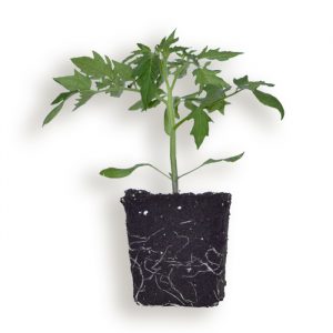 Tomata Gallega (Planta)
