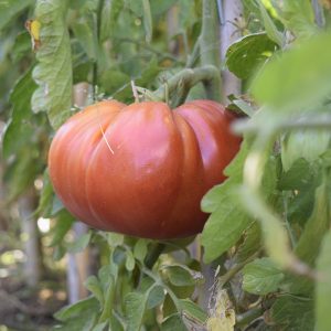 Tomata Roja de Pepe (Fruto)